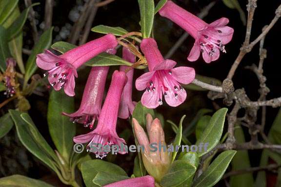 rhododendron celebicum subsection vireya 3 graphic